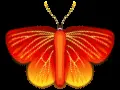Animated Butterfly