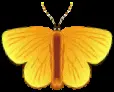 Animated Butterfly