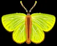 Animated Butterfly