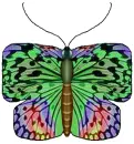 Animated Butterfly