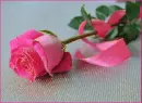 Pink Rose