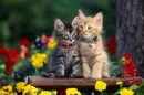 Cute cats