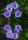 flower,lilac,