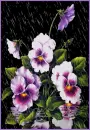 flower,pansy