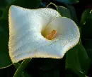 flower,lily,calla