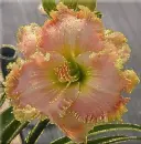 flower,lily