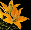 flower,lily,