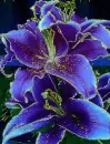 flower,blue