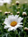 rain,flower,daisy