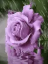 rosa,flower,