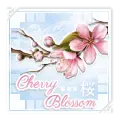 Cherry Blossom