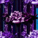 Roses Background Purple and Deep Pink