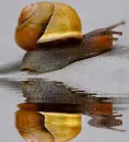 animated,picture