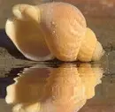 animated,picture