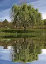 nature,animated,tree