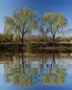 nature,animated,tree