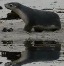 animated,picture,phoca,animal