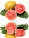 animated,picture,fruit
