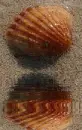 animated,picture,shell