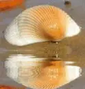 animated,picture,shell