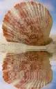 animated,picture,shell