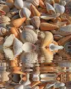 animated,picture,shells