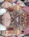 animated,picture,shells