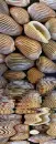 animated,picture,shells