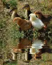 animated,picture,animals