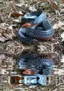 animated,picture,krait,snake