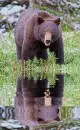animated,picture,bear,animal