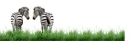 animal,divider,zebra