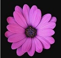 background,black