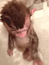 Baby Monkeys First Bath