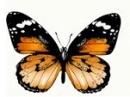 background,picture