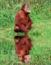 animated,picture,orangutan,animal