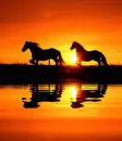 animated,picture,sunset,animal,horse