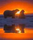 animated,picture,sunset,animal,polar bear