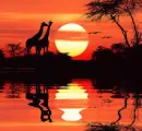 animated,picture,sunset,animal,africa