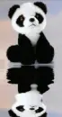 picture,animated,pussy,panda