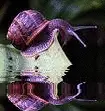 picture,animated,snail