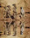 picture,animated,animal,suricata