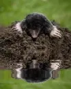 picture,animated,animal