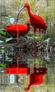 bird,animal,flamingo