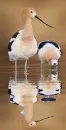 bird,animal,gulipan
