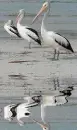bird,animal,pelicans