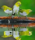 bird,animal,zosterops