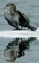 Anhinga