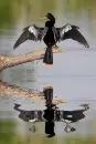 Anhinga