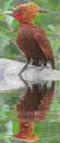 woodpecker